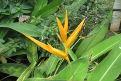 Heliconia psittacorum